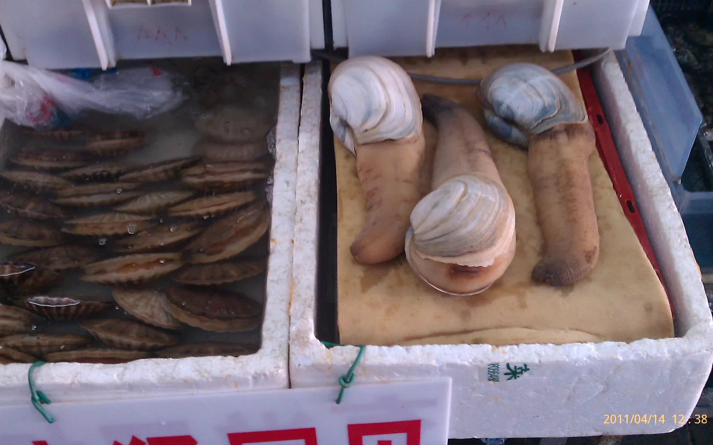 Close view of shellfish displayed in market containers at Pingdi Seafood Market in 2011